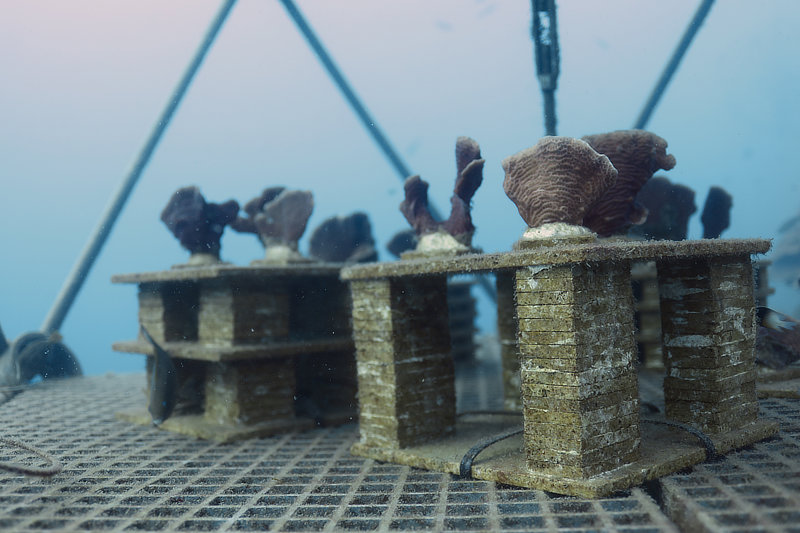 Coral Arks image gallery