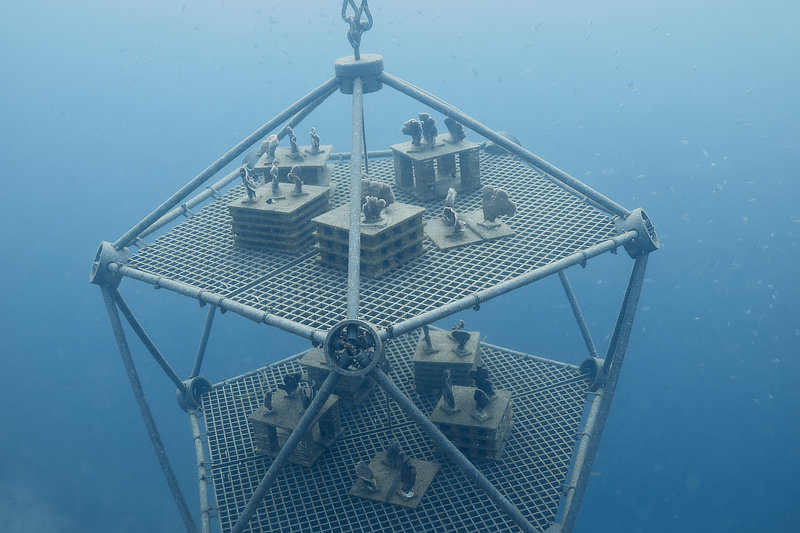 Coral Arks image gallery