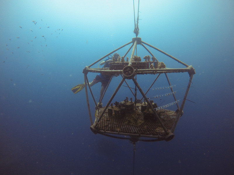 Coral Arks image gallery