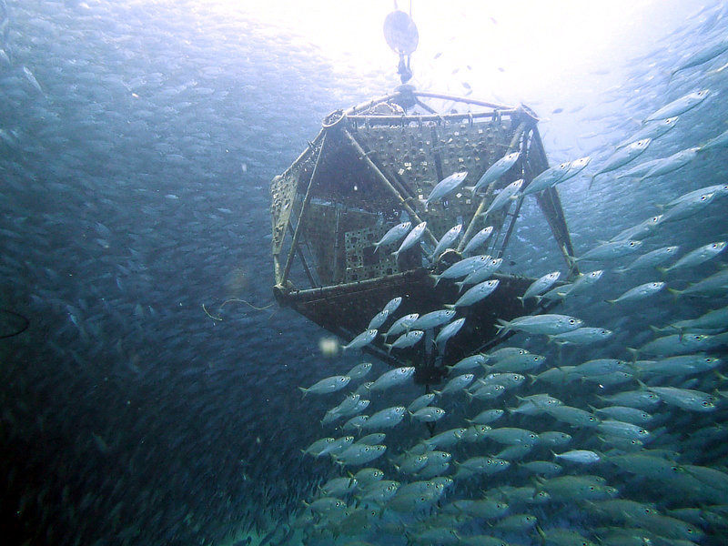 Coral Arks image gallery