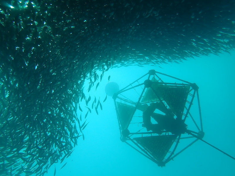 Coral Arks image gallery