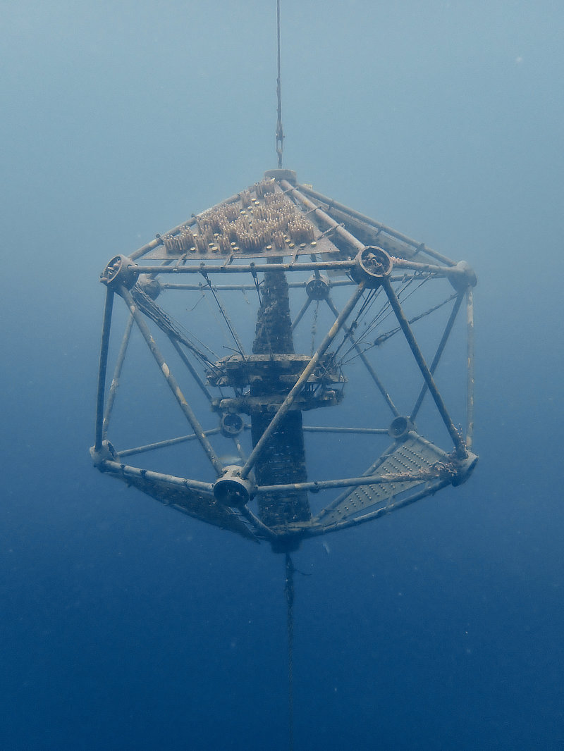 Coral Arks image gallery