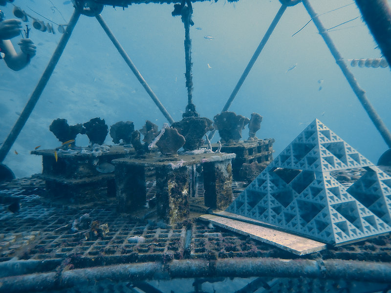 Coral Arks image gallery