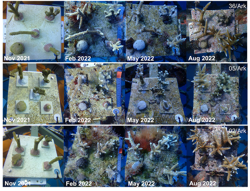 Coral Arks image gallery