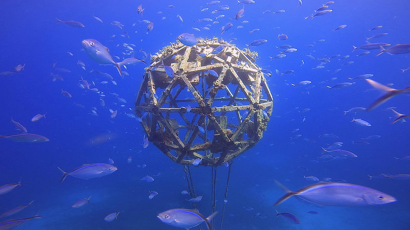 Coral Arks image gallery
