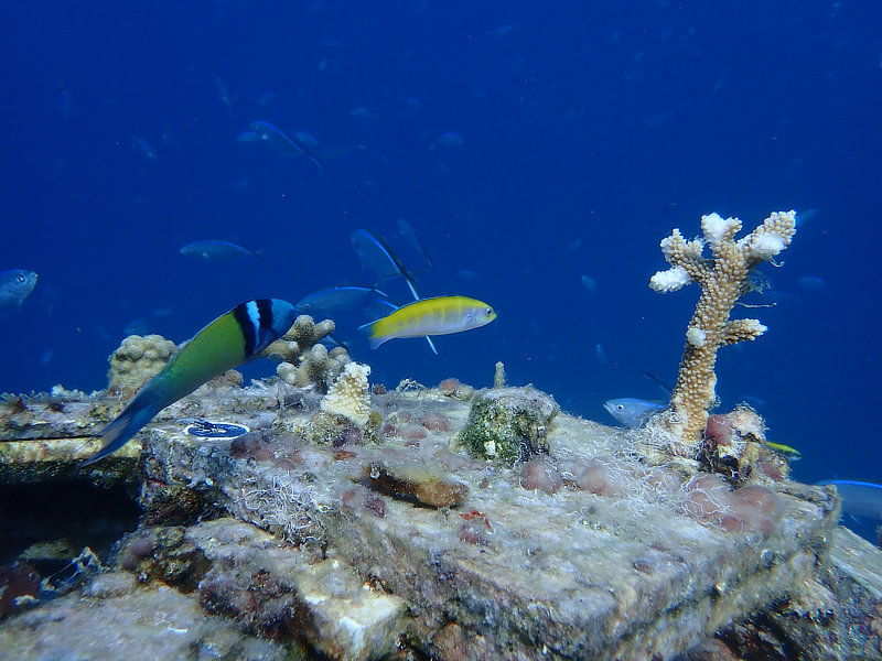 Coral Arks image gallery
