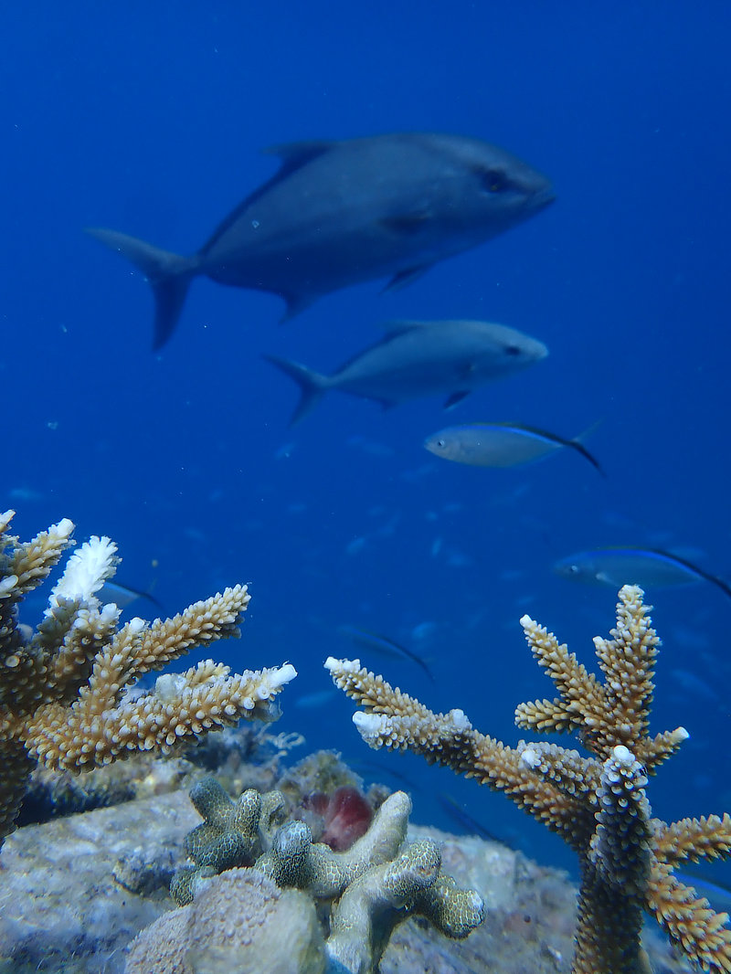 Coral Arks image gallery