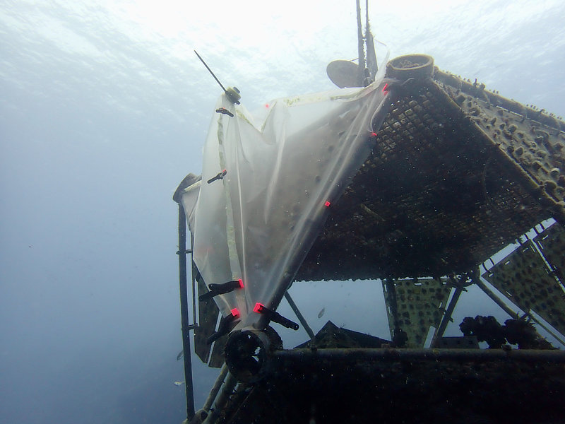 Coral Arks image gallery