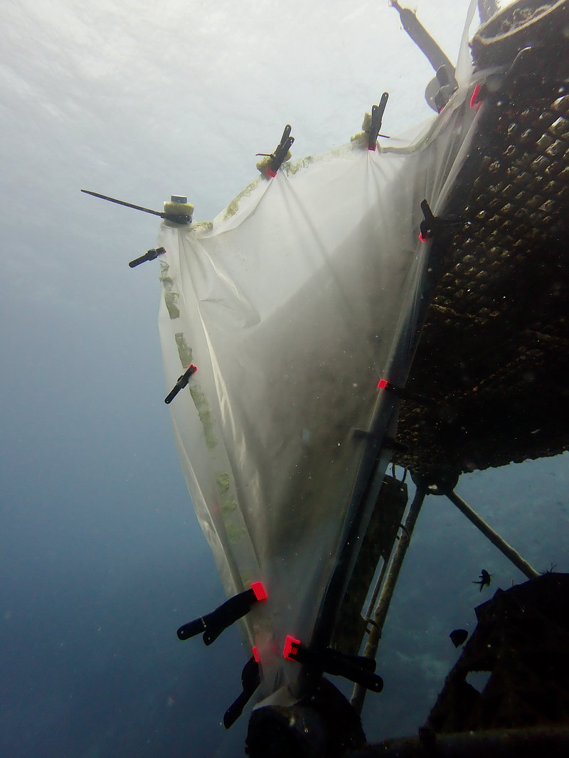 Coral Arks image gallery