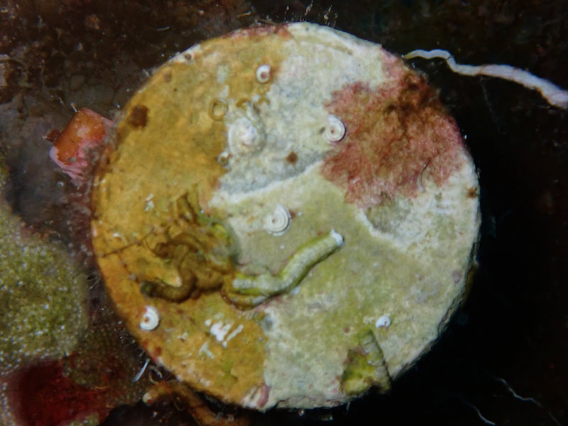 Coral Arks image gallery