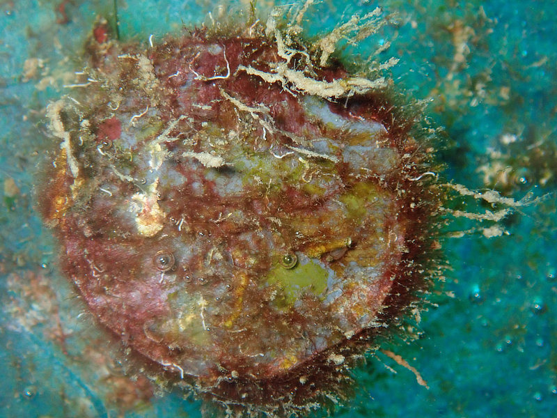 Coral Arks image gallery