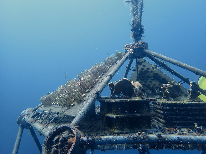 Coral Arks image gallery