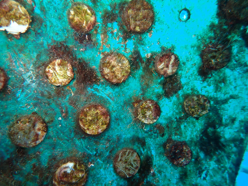 Coral Arks image gallery