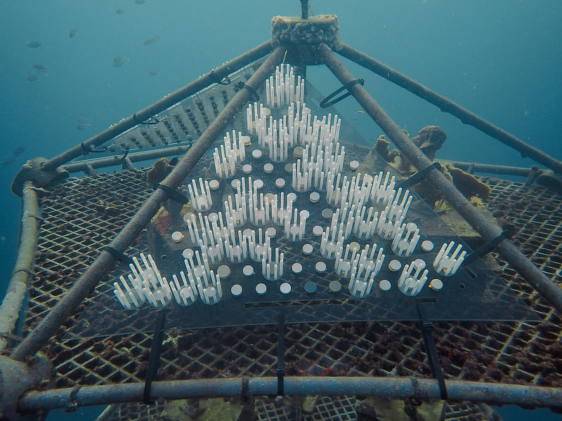 Coral Arks image gallery